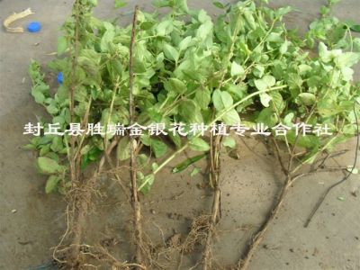 封丘縣勝瑞金銀花種植合作社