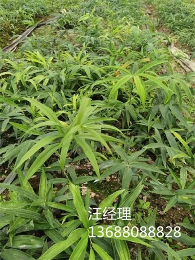 成都中藥材種植